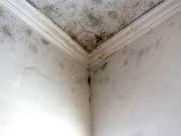 Environmental Consulting for Mold Prevention in Paulsboro, NJ