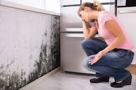 Trusted Paulsboro, NJ Mold Remediation Experts